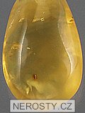 amber, pendant